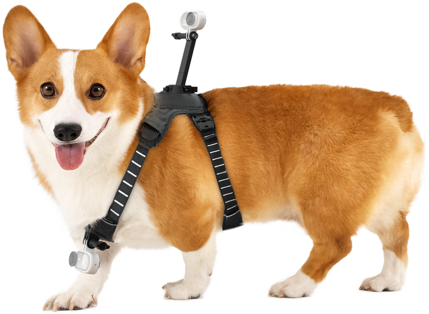 Insta360 GO 3/GO 3S Pet Harness Mount Size M